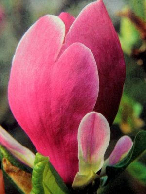 MAGNOLIA ( MAGNOLIA )