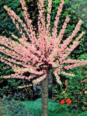 MIGDAŁEK ( PRUNUS )