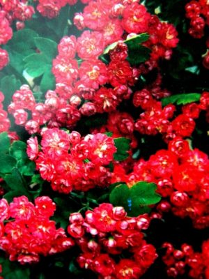 GŁÓG ( CRATAEGUS )