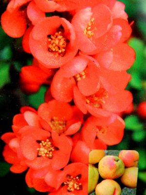 PIGWOWIEC ( CHAENOMELES )