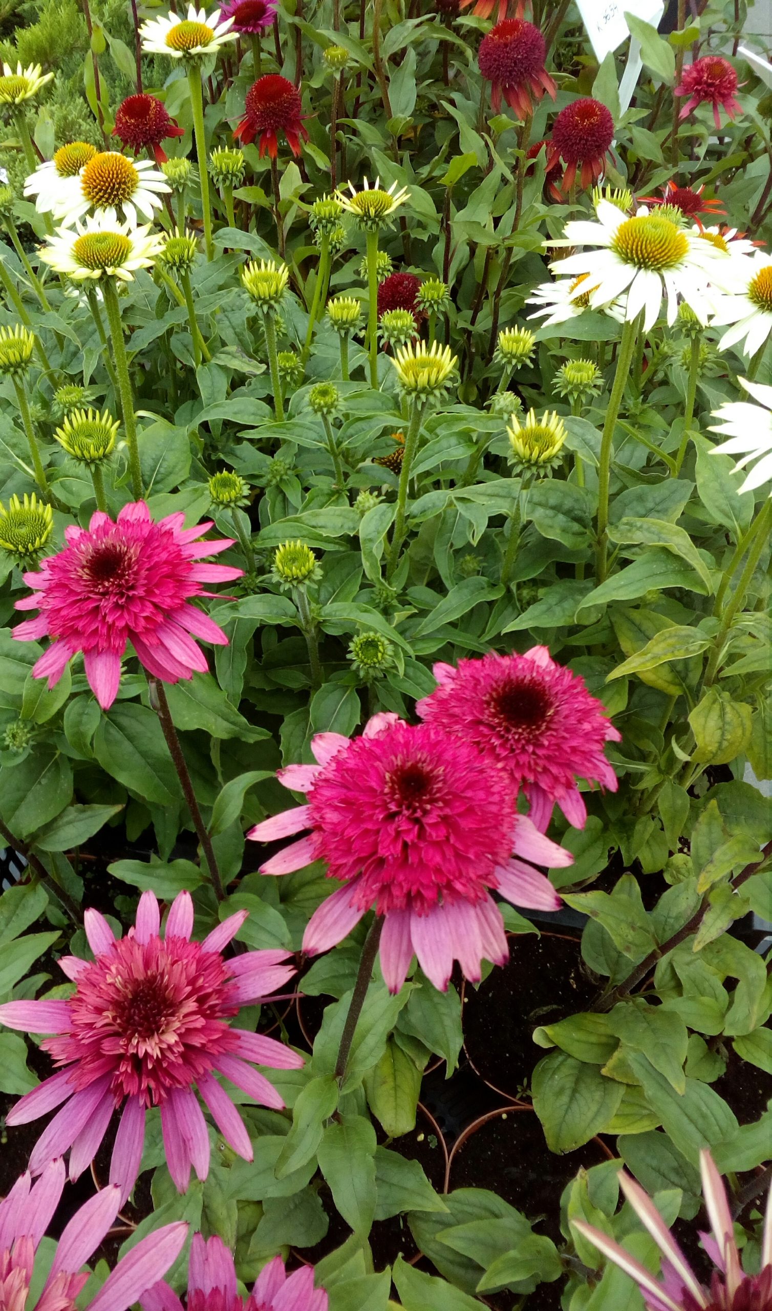 JEŻÓWKA ( ECHINACEA ) - obrazek 2