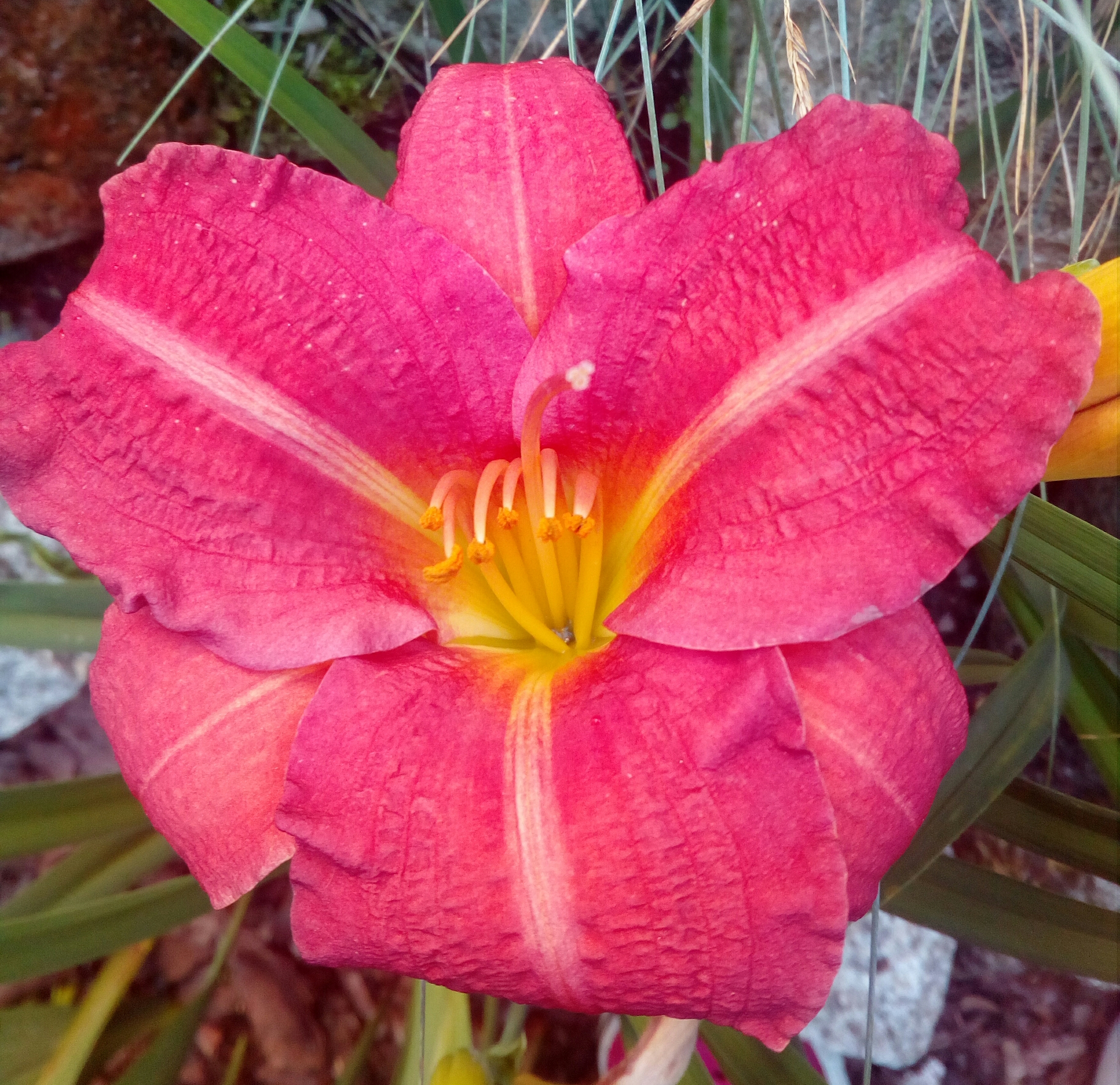 JEŻÓWKA ( ECHINACEA ) - obrazek 3