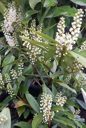 LAUROWIŚNIA ( PRUNUS LAUROCERASUS )