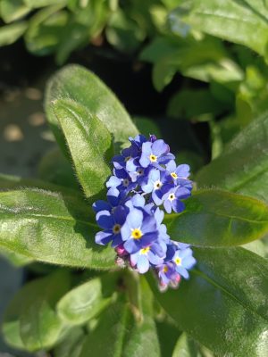 Niezapominajka, niezapominajki