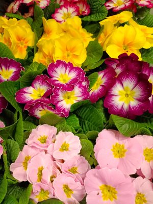 prymula, pierwiosnek